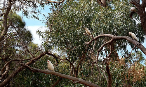Low angle view of bird perching on tree against sky