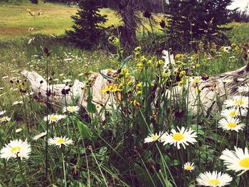 Close-up of flowering plants on field