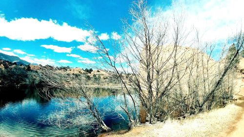 Bare trees against blue sky