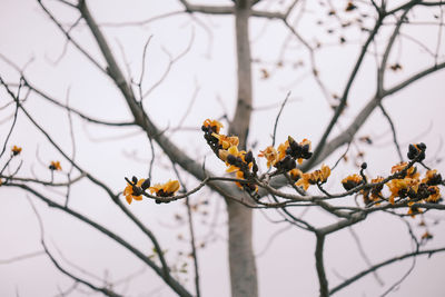 Low angle view of cherry blossom