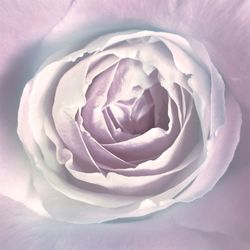 Close-up of rose