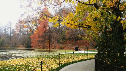 Trees and plants during autumn