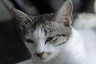Close-up of cat with eyes closed