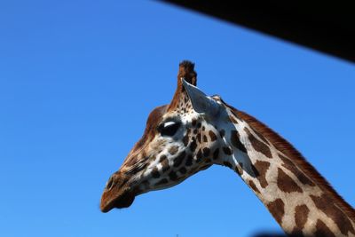 Low angle view of giraffe against clear blue sky