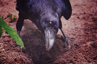 Close-up of black dog