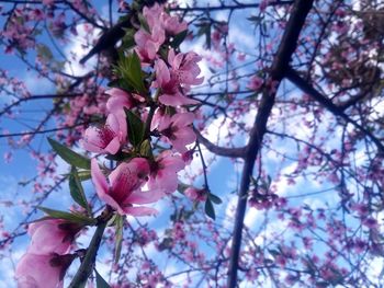 Low angle view of pink flowers blooming on tree