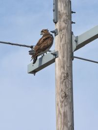 Low angle view of bird perching on tree against sky