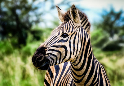 Zebra standing on field