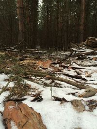 Snow covered trees in forest