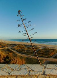 Scenic view of sea against clear blue sky