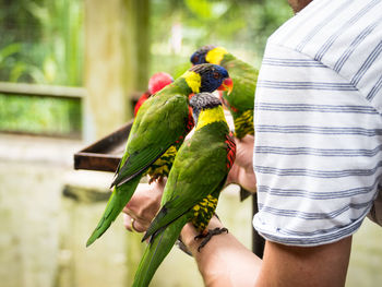 Cropped image of man holding parakeets in zoo