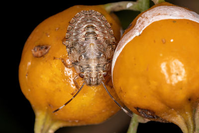 Close-up of insect