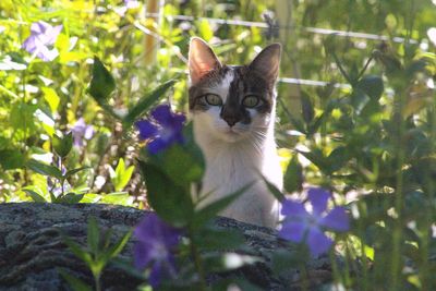 Portrait of cat