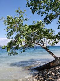 Tree by sea against clear sky