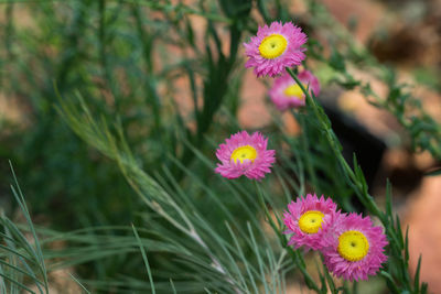 Close-up of pink flowering plant