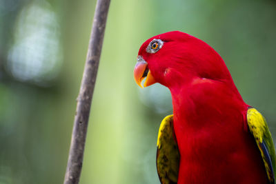 Close-up of parrot perching