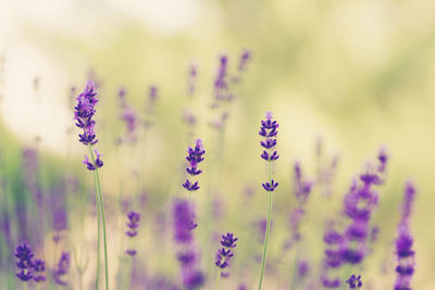 Close-up of purple flowering plants