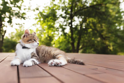 Cat resting on a tree