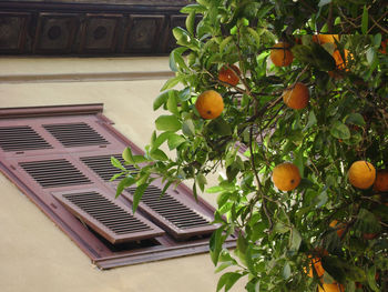 Plants growing on a tree