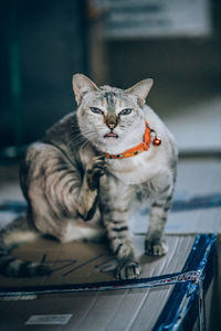 Portrait of tabby cat sitting outdoors