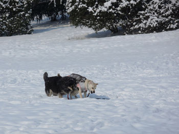 Dog on snow covered field