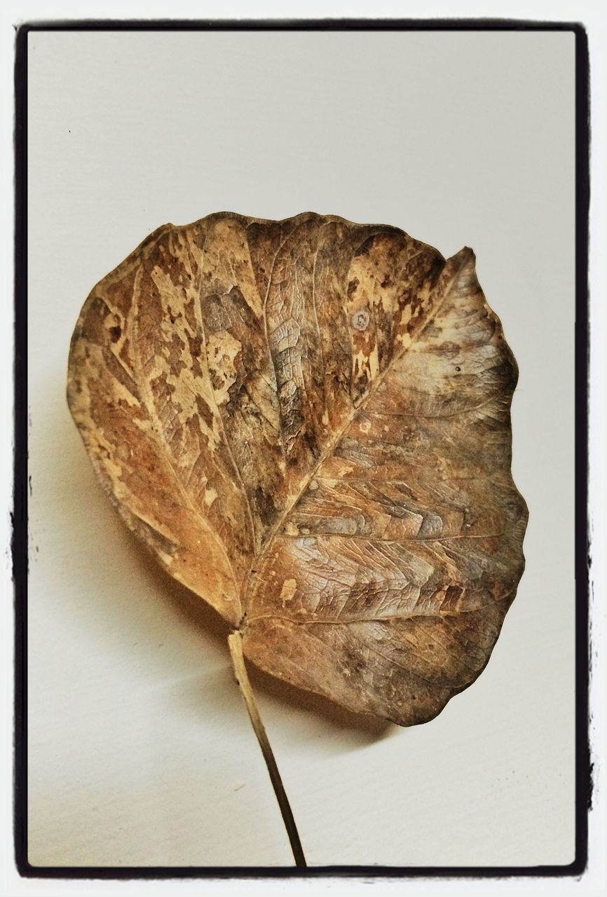 transfer print, auto post production filter, close-up, dry, natural pattern, single object, studio shot, brown, still life, textured, no people, leaf vein, nature, pattern, copy space, white background, dead plant, indoors, day, vignette