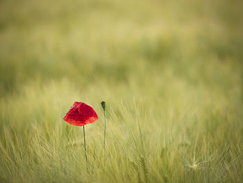 Red poppy blooming on field