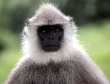 Close-up portrait of gray langur