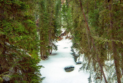 Scenic view of snow covered forest