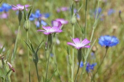 Close-up of purple flowering plants on field