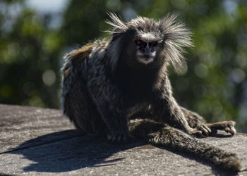 Portrait of monkey sitting outdoors