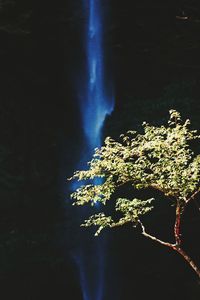 Close-up of illuminated tree by lake at night