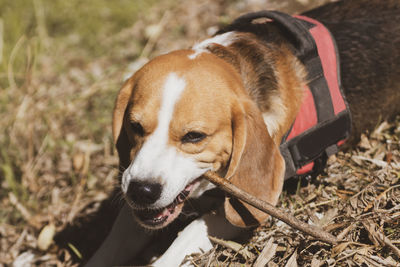 Close-up of dog looking away