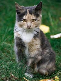 Portrait of cat sitting on the grass