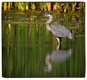 High angle view of gray heron on lake