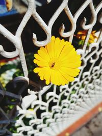 Close-up of yellow pollinating flower