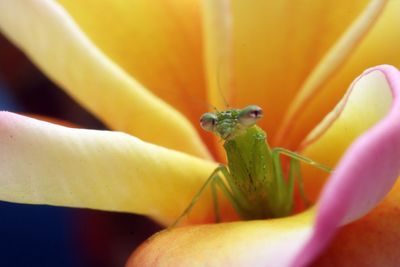 Close-up of insect