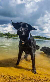 Dog standing in water against sky