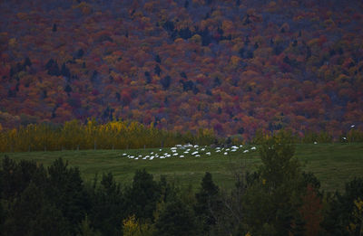 Trees on field