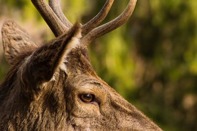 Close-up of deer