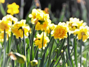 Close-up of yellow daffodil flowers in field