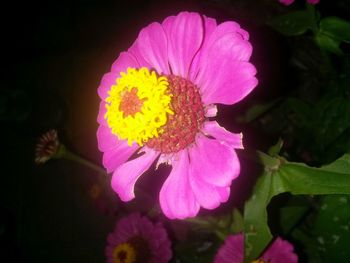 Close-up of pink flower blooming outdoors