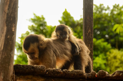 Monkey sitting on tree trunk in forest