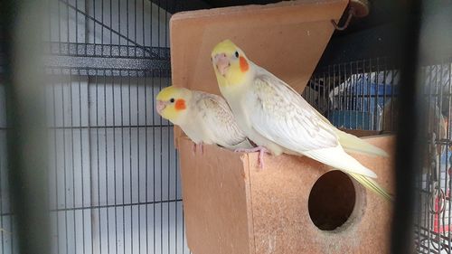 Close-up of parrot in cage