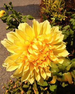 Close-up of fresh yellow flower