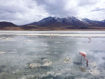 Scenic view of lake by snowcapped mountains against sky