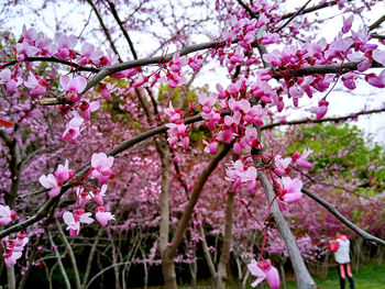 Close-up of pink cherry blossoms in spring