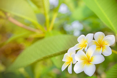 Close-up of yellow flowering plant