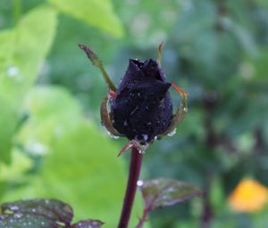 Close-up of insect on flower