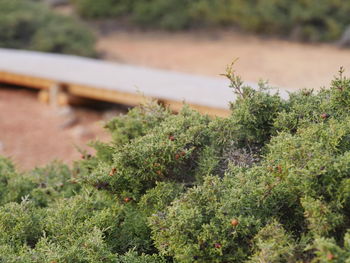 High angle view of plants growing on field